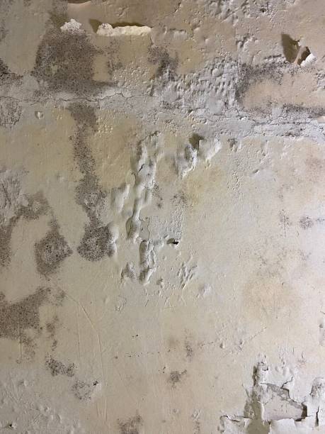 Best Mold Testing  in Savage, MD