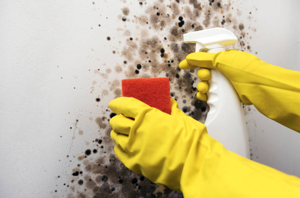 Best Certified Mold Removal  in Savage, MD