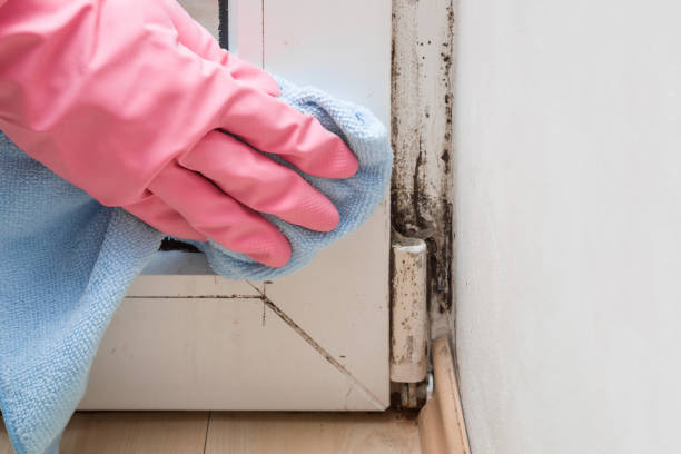 Best Mold Remediation  in Savage, MD