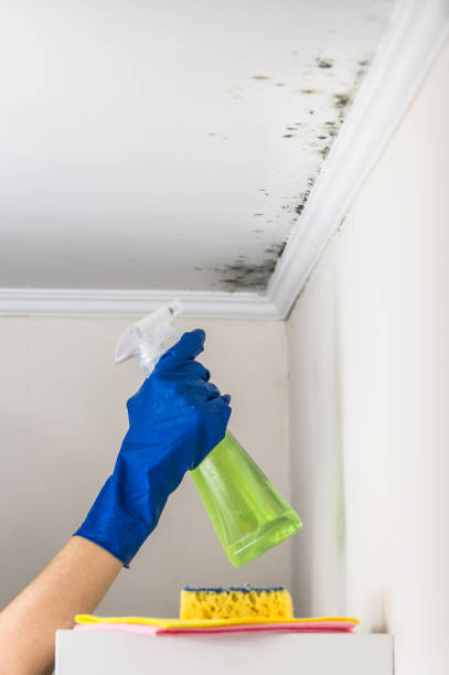 Professional Mold Removal in Savage, MD